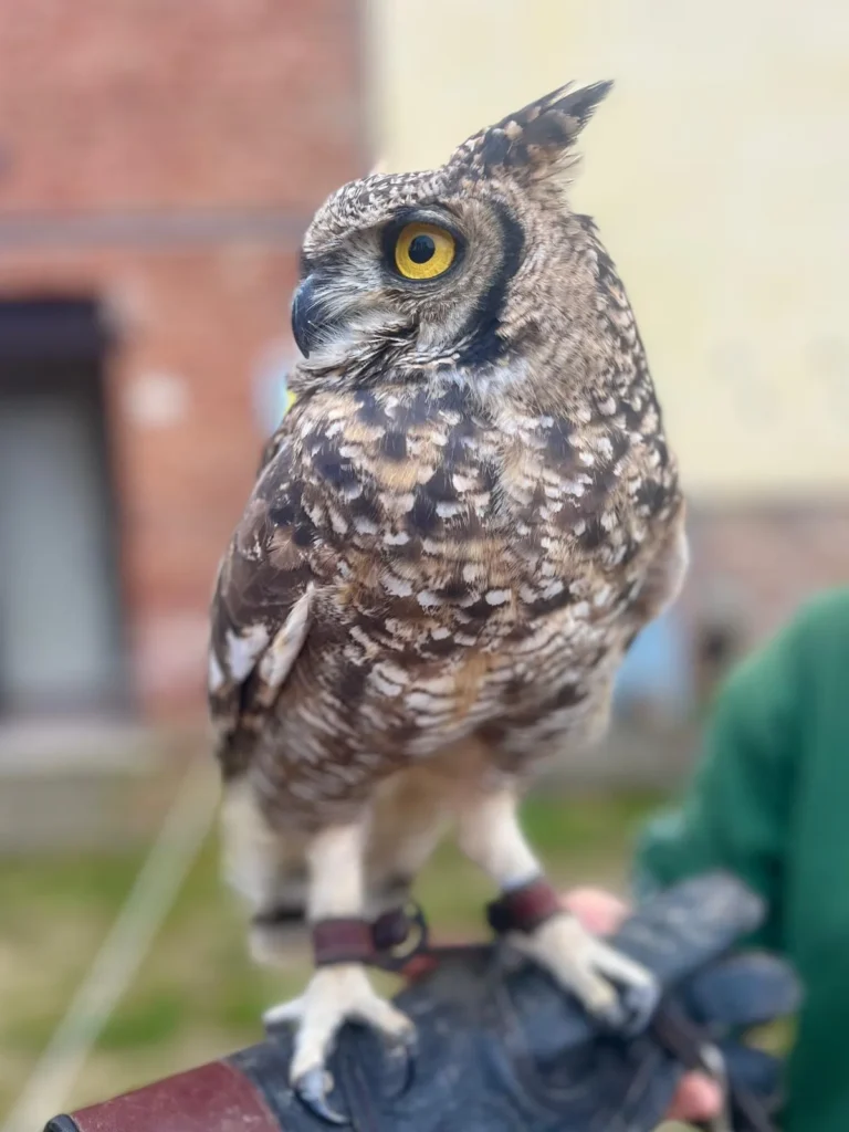 Primo piano di un gufo dallo sguardo giallo intenso durante lo spettacolo di falconeria